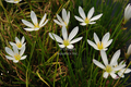 Zephyranthes candida (white fairy lily) gallon
