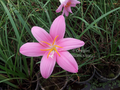 Zephranthes rosea (Pink Fairy Lily) bare root