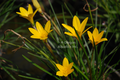 Zephyranthes flavissima yellow rain lily